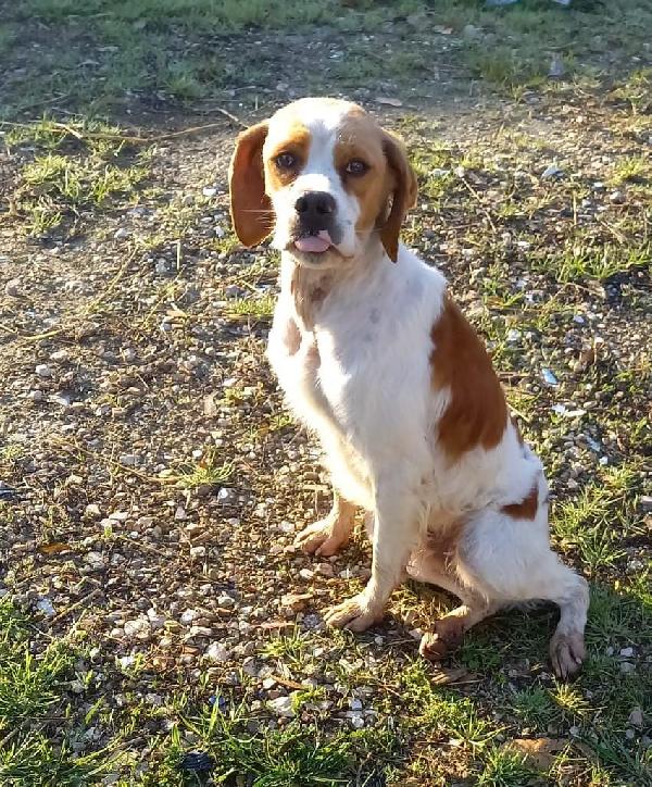 Manuel Giovane Simil Breton